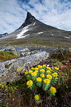 Golden root (Rhodiola rosea) in front of the mountain Kyrkja, Jotunheimen National Park, Norway, July.