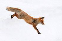 Red fox (Vulpes vulpes) jumping, Vauldalen, Norway, May.