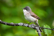 Lesser Whitethroat (Sylvia curruca) male in spring, Innlandet, Norway, May.