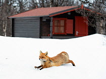 Red fox (Vulpes vulpes) stretching in spring snow, near wooden cabin, Vauldalen, Norway, April.