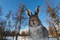 Mountain hare (Lepus timidus) in spring, Vauldalen, Norway, May.
