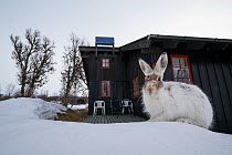 Mountain hare (Lepus timidus) in spring outside a Norwegian house, Vauldalen, Norway, May.