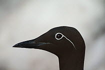 Common guillemot (Uria aalge), Hornoya island. In the last decades, the number of guillemots has decreased drastically along the Norwegian coast, because they do not manage to raise their young due to...