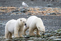Polar bear (Ursus maritimus) female and juvenile on coast, Svalbard, Norway, August.