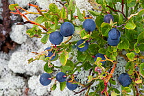 Bilberries (Vaccinium myrtillus), Innlandet, Norway, August.