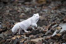 Arctic fox (Alopex lagopus), Svalbard, Norway, September.