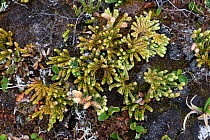 Alpine clubmoss (Diphasiastrum alpinum), Jotunheimen National Park, Norway, July.
