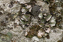 Crustose lichen, Innlandet, Norway, July.
