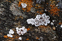 Crustose lichen (Glypholecia scabra), Innlandet, Norway, July.