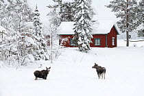 Moose (Alces alces), calves near house in winter, Jokkmokk, Sweden, February.