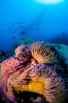 A pink anemonefish (Amphiprion perideraion) looks out from its host Magnificent sea anemone (Heteractis magnifica) with a school of Chevron barracuda (Sphyraena putnamiae) and a scuba diver in the bac...