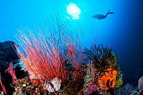 A scuba diver with light looks at a beautiful coral reef with feather stars (crinoid) and red whip corals / sea whips (Ellisella sp) in Kimbe Bay, Papua New Guinea.
