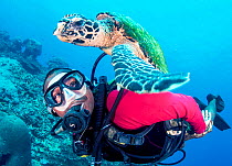 Hawksbill Turtle (Eretmochelys imbricata) and scuba diver. Papua New Guinea.