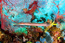 Chinese Trumpetfish (Aulostomus chinensis) surrounded by sea fans and other corals and sponges. Kimbe Bay, Papua New Guinea