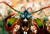 Peacock mantis shrimp (Odontodactylus scyllarus) portrait from the Witu Islands, Papua New Guinea