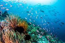 Colorful coral reef scene with feather stars (crinoids), magenta slender anthias (Luzonichthys waitei) and a School of Bigeye jacks / trevally (Caranx sexfasciatus), Kimbe Bay, Papua New Guinea.