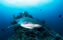 Silvertip shark (Carcharhinus albimarginatus) on coral reef in Kimbe Bay, Papua New Guinea.