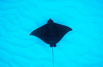 A spotted eagle ray (Aetobatus narinari)   silhouette glides over a sandy seabed, The Bahamas.