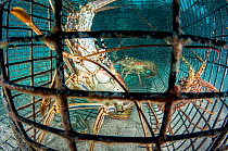 Caribbean spiny lobster (Panulirus argus) in a trap or fish pot in The Bahamas.