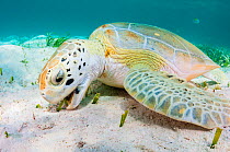 Green sea turtle (Chelonia mydas) feeding on seagrass (Thalassia testudinum) in a shallow lagoon in The Bahamas.