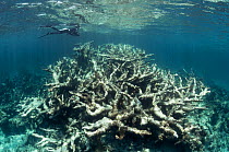 Snorkeler inspects a large patch of dead Elkhorn coral (Acropora palmata) in The Bahamas. Climate change and pollution have lead to coral reefs dying unprecedented rates.