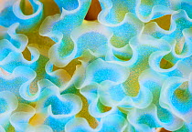 Cose up of pattern detail on the back of a Lettuce Sea Slug (Elysia crispata) The Bahamas.