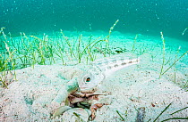 Banded jawfish (Opistognathus macrognathus) maintaining his burrow off Man Island, Eleuthera, Bahamas.