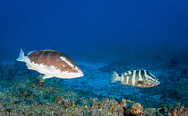 Nassau grouper (Epinephelus striatus) showing the change in color pattern during spawning. Critically Endangered Species. Bahamas