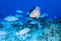 Nassau grouper (Epinephelus striatus) gather during the winter full moons to spawn. Image made in The Bahamas. Critically endangered