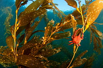 A kelp crab (Pugettia producta) feeding on Giant kelp (Macrocystis pyrifera) off San Diego, California, USA. Non-ex
