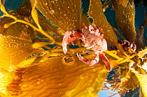 Kelp crab (Pugettia producta) feeding on Giant kelp (Macrocystis pyrifera) off San Diego, California, USA