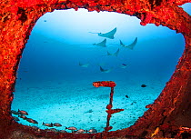 Spotted eagle rays (Aetobatus narinari) through a large window on the wreck of the former mine sweeper C-56 Juan Escutia. Cancun, Mexico.