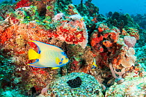 Queen angelfish (Holacanthus ciliaris) in coral reef off Cancun, Mexico.