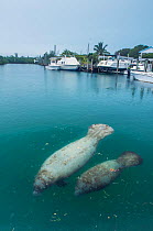 Manatee (Trichechus manatus latirostrus) female and calf close to surface in a marina with boats in background, The Bahamas.