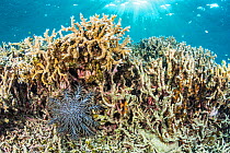 Crown of Thorns seastar (Acanthaster planci) eating coral, Palau