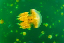 Golden jellyfish (Mastigias sp.) swarm in a marine lake, Jellyfish Lake, Eil Malk island, Rock Islands, Palau.