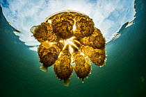 Golden jellyfish (Mastigias sp.) in a marine lake, Jellyfish Lake, Eil Malk island, Rock Islands, Palau.