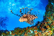 Red lionfish (Pterois volitans) swimming under a coral ledge, Palau.