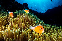 Pink anemonefish (Amphiprion perideraion) living in symbiotic association with Magnificent sea anemone (Heteractis magnifica), Palau