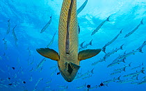 Napoleon wrasse (Cheilinus undulatus) under a school of Blackfin barracuda (Sphyraena qenie) at Blue Corner, Palau.