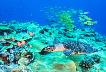 Hawksbill sea turtle (Eretmochelys imbricata) and schools of fish and healthy hard corals. Blue Corner, Palau.