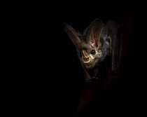 Portrait of a Ghost bat (Macroderma gigas) with dark background, captive, Adelaide Zoo, Australia.