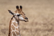 Portrait of a young giraffe (Giraffa camelopardalis) . Captive, Monarto Safari Park, Monarto South, South Australia, Australia