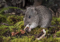 Long-nosed potoroo (Potorous tridactylus) eating fungi, showing sharp claws on front feet. Captive, photographed under controlled conditions at the Conservation Ecology Centre, Victoria, Australia.