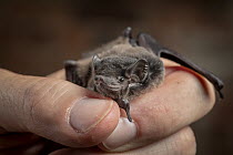 Gould&#39;s wattled bat (Chalinolobus gouldii). Rescued animal being held by wildlife carer. Captive, photographed under controlled conditions. North Melbourne, Victoria, Australia.