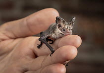 Lesser long-eared bat (Nyctophilus geoffroyi). Rescued animal being held by wildlife carer. Captive, photographed under controlled conditions. North Melbourne, Victoria, Australia.