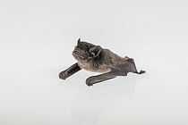 Gould&#39;s wattled bat (Chalinolobus gouldii). Captive rescued animal, photographed under controlled conditions. North Melbourne, Victoria, Australia.