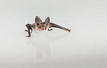 Lesser long-eared bat (Nyctophilus geoffroyi). Rescued animal photographed under controlled conditions. Victoria, Australia.