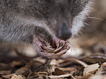 Long-nosed potoroo (Potorous tridactylus) close-up of front feet showing sharp curved claws, designed for digging up food from forest floor. Conservation Ecology Centre, Victoria, Australia. Photogra...
