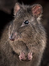 Long-nosed potoroo (Potorous tridactylus) portrait showing sharp curved claws on front feet for foraging, Victoria, Australia. Controlled conditions.